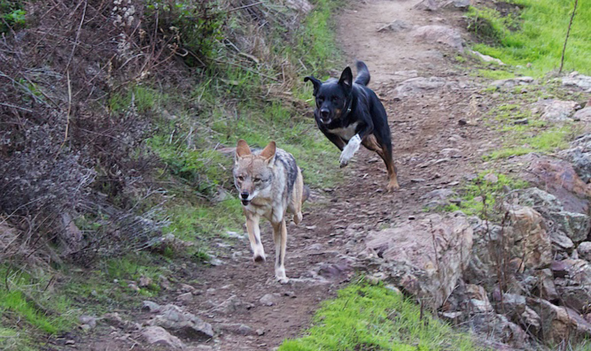 dog-chasing-coyote.jpg
