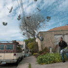 Merced Domínguez observa a las palomas volar sobre su jardín en la calle Octava. "Todos los días, me siguen a donde quiera que vaya," dijo Domínguez, arrojando alpiste en la banqueta. “Todo el camino hasta el Dollar Tree y de vuelta a casa. Solo están esperando que los alimente." La rutina habitual de Domínguez consiste en colocar comida y agua en la banqueta afuera de su vehículo para los animales callejeros que visitan la manzana, incluyendo un gato callejero que llamó Cookie y las docenas de palomas que aparecen dos veces al día.