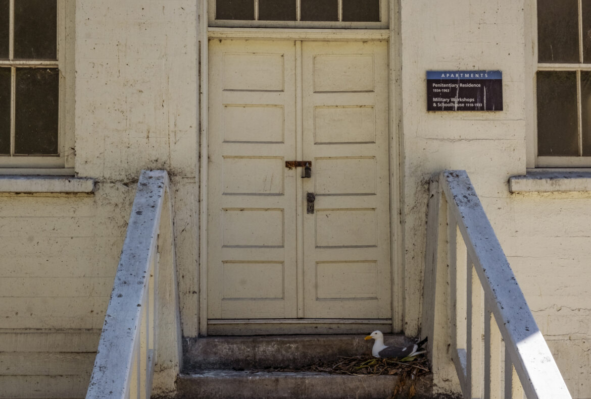 A western gull nests on the doorsteps of a former penitentiary residence.