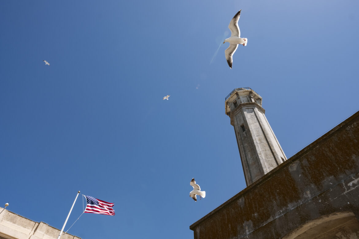 Western gulls hover below the lighthouse tower.