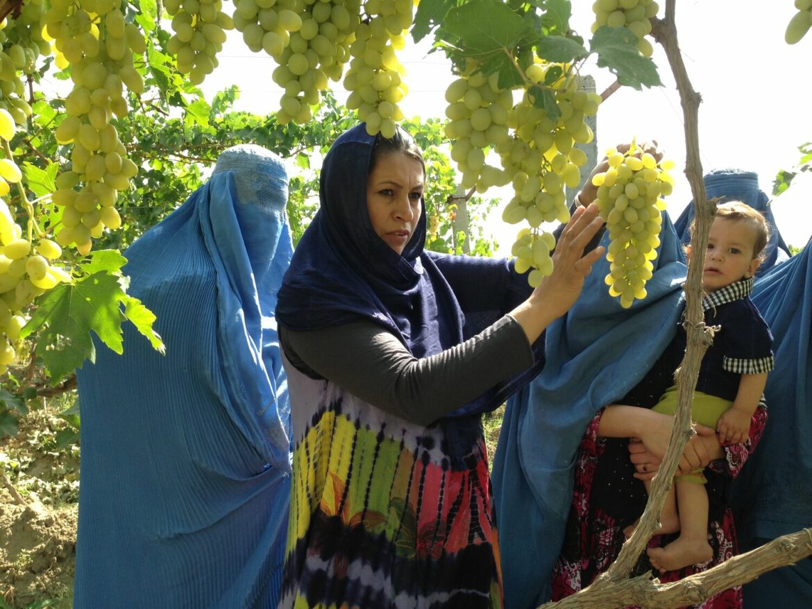 Women in a vineyard in Afghanistan.