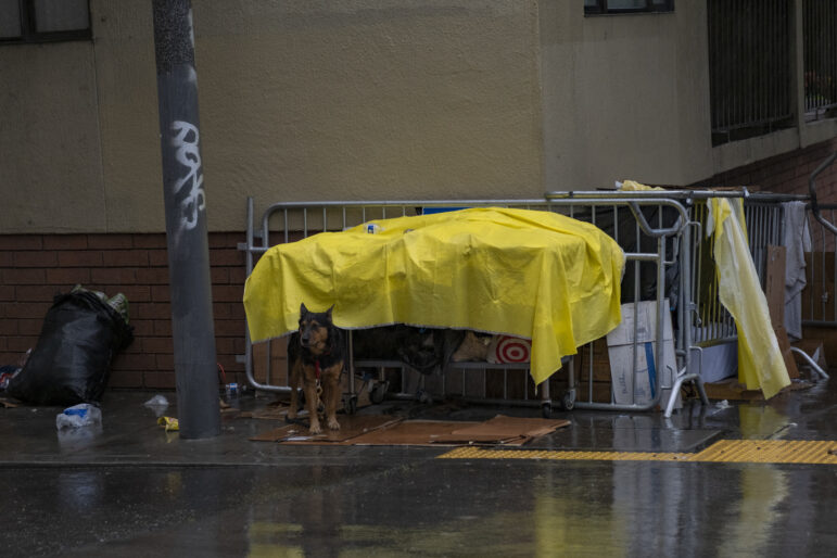 A brown and black dog stands in front of a structure made of three gray barricade fences, a bright yellow tarp and several pieces of cardboard. A metal pole stands to the dog's right.