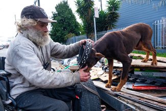 A man with a white beard sitting in a wheelchair outside reaches to put a large collar around the neck of a dog standing on a pile of objects stacked about as high as the man's lap.