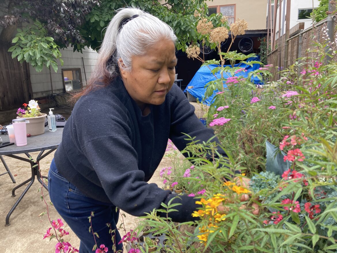 A woman with grey hair pulled back into a ponytail and wearing a navy top with long sleeves reaches to tend a garden section blooming with vibrant pink and yellow flowers.