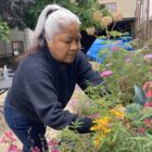 A woman with grey hair pulled back into a ponytail and wearing a navy top with long sleeves reaches to tend a garden section blooming with vibrant pink and yellow flowers.
