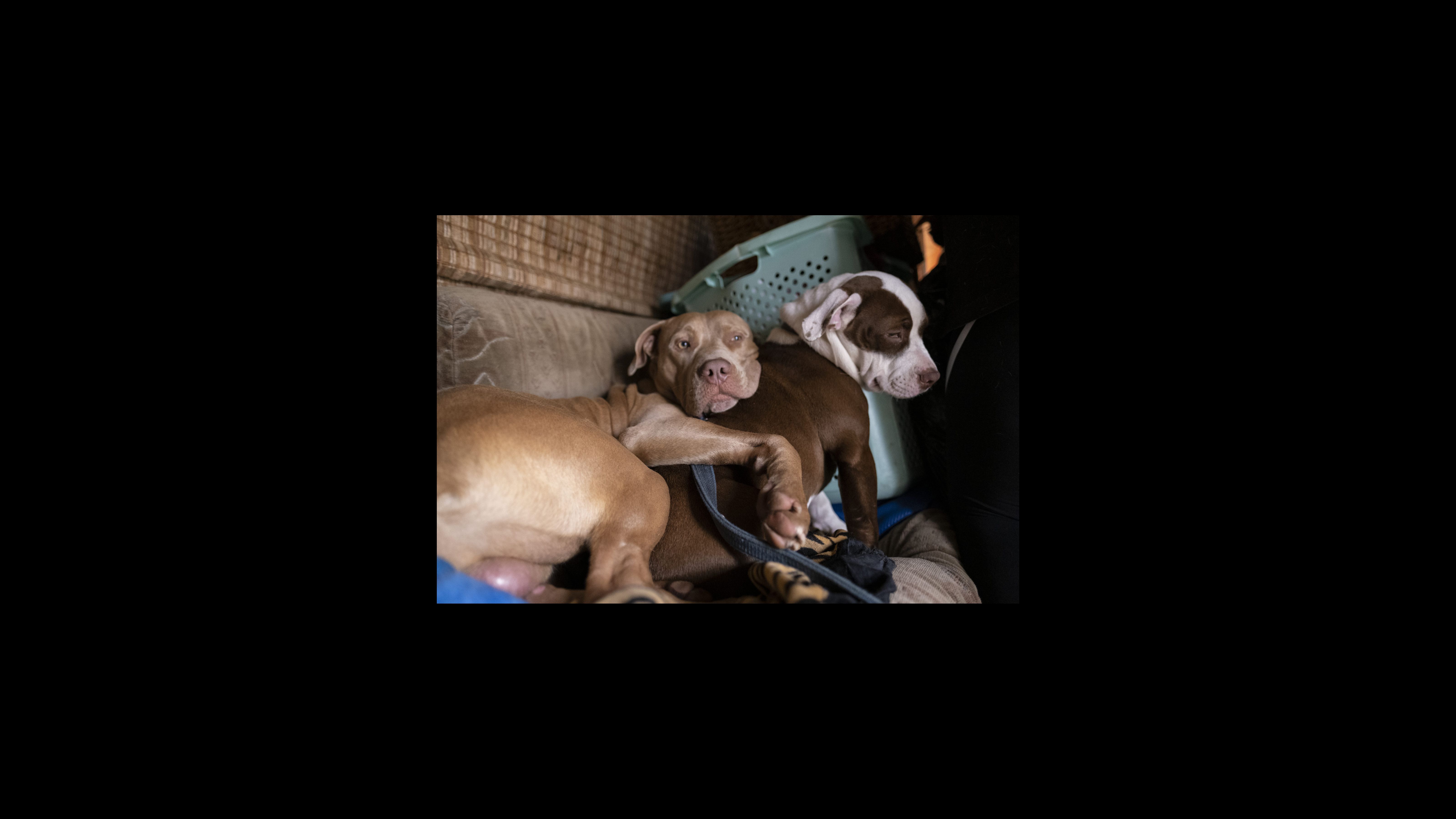 Bosco abraza a Bonnie mientras se sientan en el sofá de Tolbert. La puerta de Tolbert no se cierra, por lo que sus pit bulls protegen el vehículo mientras está en el trabajo. Bosco abraza a Bonnie mientras se sientan en el sofá de Tolbert. La puerta de Tolbert no se cierra, por lo que sus pit bulls protegen el vehículo mientras está en el trabajo.