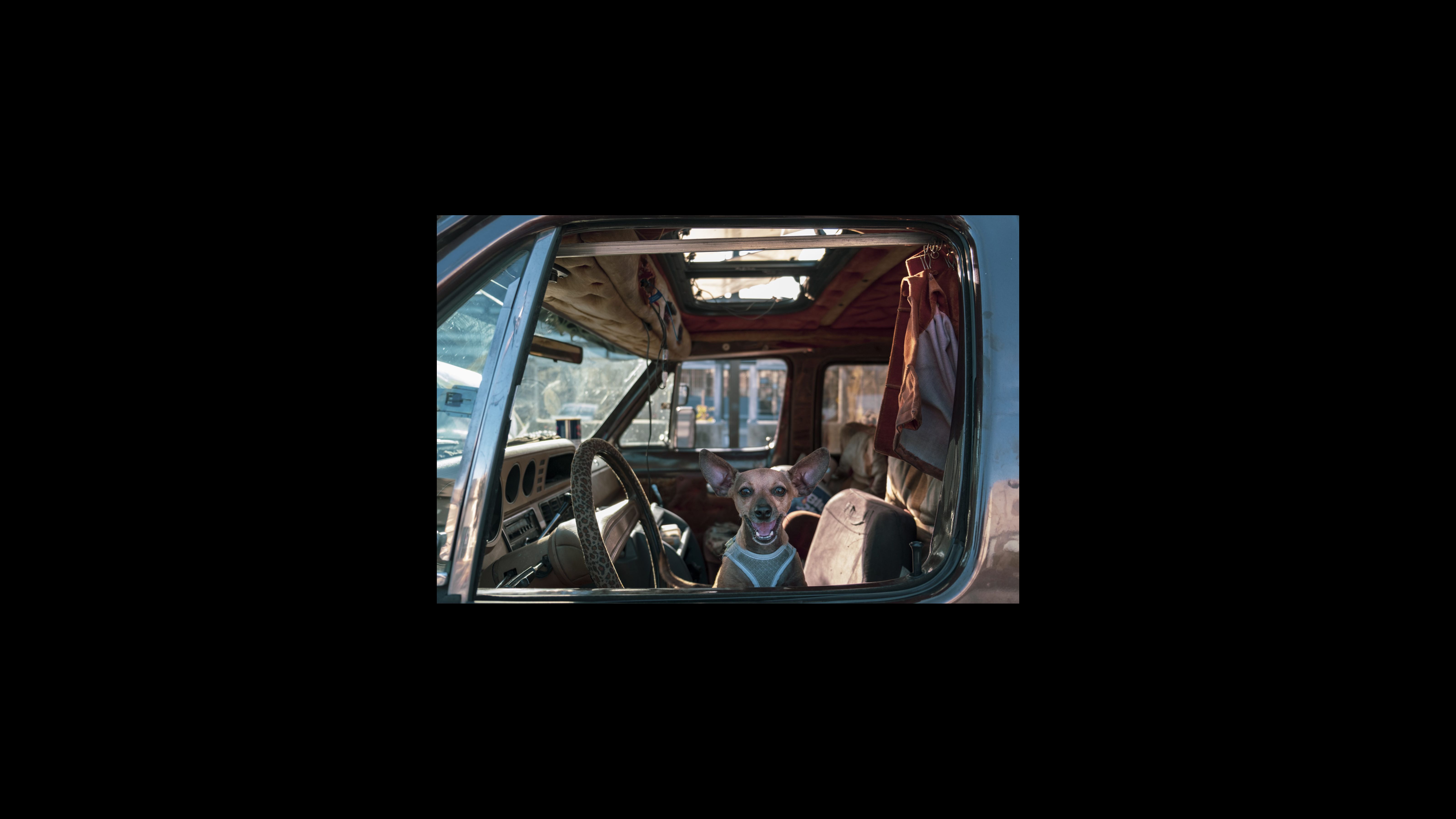 Amber Whitson’s Chihuahua, Bit, peeks out her van’s window on a Saturday afternoon. While tiny, Bit is fearless and protective of Whitson, barking at every pedestrian. Among vehicle dwellers in Berkeley, dogs and cats offer comforting companionship and protection. Some pet owners find it easier to live in a vehicle, as many landlords either ban or charge extra for animals, adding yet another obstacle to affordable housing. Amber Whitson’s Chihuahua, Bit, peeks out her van’s window on a Saturday afternoon. While tiny, Bit is fearless and protective of Whitson, barking at every pedestrian. Among vehicle dwellers in Berkeley, dogs and cats offer comforting companionship and protection. Some pet owners find it easier to live in a vehicle, as many landlords either ban or charge extra for animals, adding yet another obstacle to affordable housing.