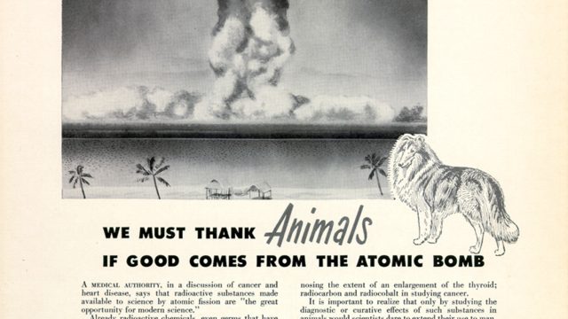 Cold War atomic scientists routinely exposed animals to nuclear bombs and large amounts of radioactive material, and publicized that research as a way to save human lives. This 1952 advertisement was created by the National Society for Medical Research and sponsored by Pitman Moore Pharmaceuticals. Source: U.S. National Library of Medicine. a poster with a drawing of a mushroom cloud over a tropical beach, and a dog in front of it, with the words "We must thank animals if good comes from the atomic bomb"